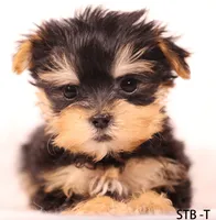 STB-T, a male Yorkshire Terrier for sale in Los Angeles, CA – 3 of 5