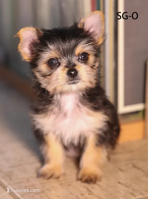 SG-O – Yorkshire Terrier puppy for sale in Los Angeles, CA