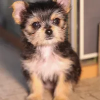 SG-O, a female Yorkshire Terrier for sale in Los Angeles, CA – Photo 1 of 2