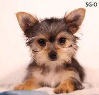 SG-O, a female Yorkshire Terrier for sale in Los Angeles, CA – Photo 2 of 2
