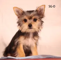 SG-O, a female Yorkshire Terrier for sale in Los Angeles, CA – 1 of 1