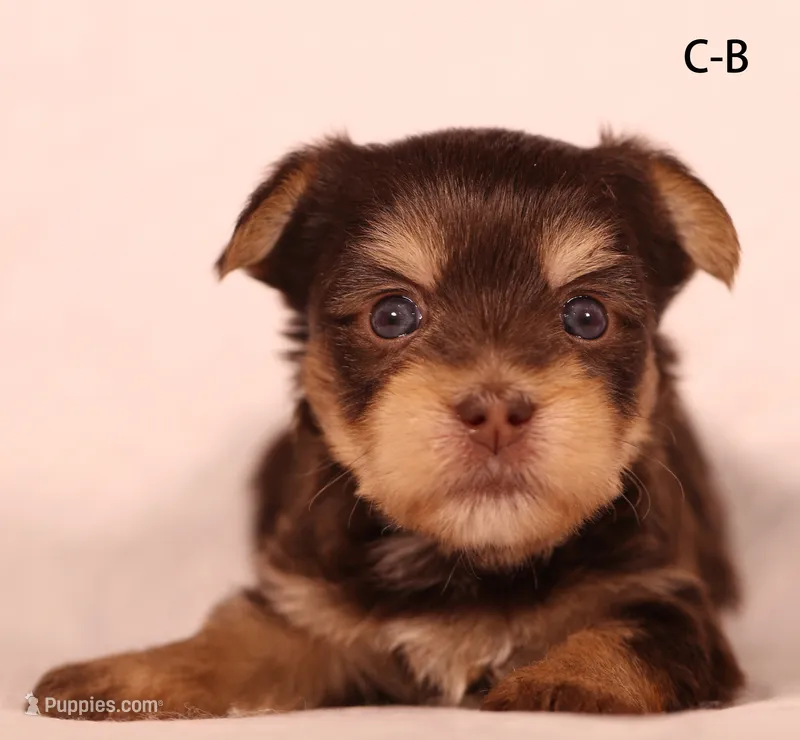 C-B – Yorkshire Terrier puppy for sale in Los Angeles, CA