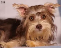 C-B, a female Yorkshire Terrier for sale in San Gabriel, CA – 1 of 3
