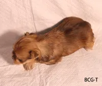 BCG-T, a female Yorkshire Terrier for sale in Los Angeles, CA – 4 of 4