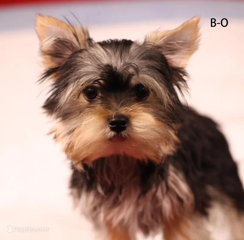 B-O – Yorkshire Terrier puppy for sale in Los Angeles, CA
