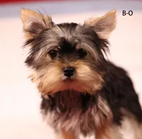 B-O, a male Yorkshire Terrier for sale in Los Angeles, CA – 2 of 7