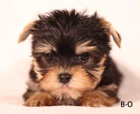 B-O, a male Yorkshire Terrier for sale in Los Angeles, CA – Photo 1 of 4