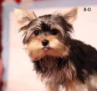 B-O, a male Yorkshire Terrier for sale in Los Angeles, CA – 7 of 7