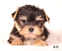 B-O, a male Yorkshire Terrier for sale in Los Angeles, CA – Photo 3 of 4