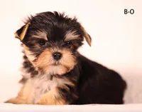 B-O, a male Yorkshire Terrier for sale in Los Angeles, CA – Photo 4 of 4