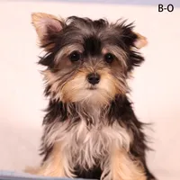 B-O, a male Yorkshire Terrier for sale in Los Angeles, CA – Photo 3 of 4