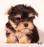 B-O, a male Yorkshire Terrier for sale in Los Angeles, CA – Photo 2 of 4
