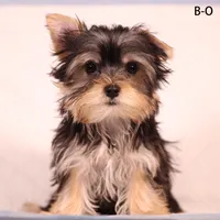 B-O, a male Yorkshire Terrier for sale in Los Angeles, CA – Photo 2 of 4