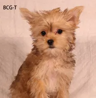 BCG-T, a female Yorkshire Terrier for sale in Los Angeles, CA – 1 of 2
