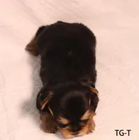 TG-T, a female Yorkshire Terrier for sale in Los Angeles, CA – 2 of 2