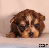 SCG-T, a female Yorkshire Terrier for sale in Los Angeles, CA – 1 of 3