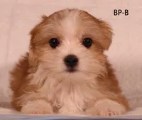 BP-B, a female Yorkshire Terrier for sale in Los Angeles, CA – 2 of 2