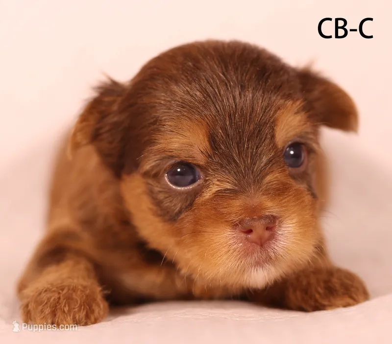 CB-CO – Yorkshire Terrier puppy for sale in Los Angeles, CA