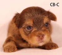 CB-CO, a male Yorkshire Terrier for sale in Los Angeles, CA – 1 of 2