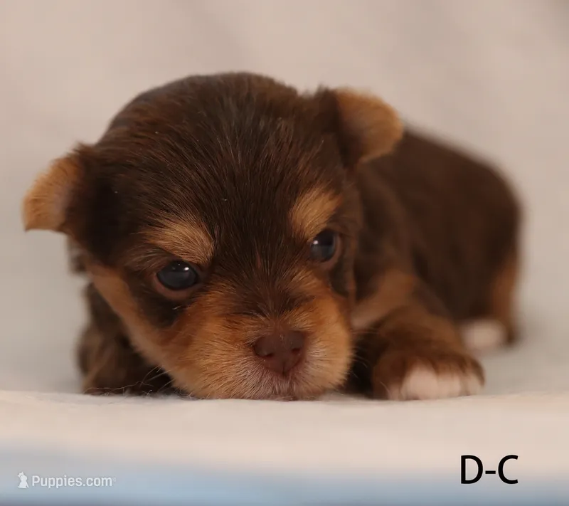 D-C – Yorkshire Terrier puppy for sale in Los Angeles, CA