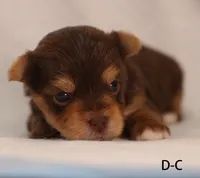 D-C, a female Yorkshire Terrier for sale in Los Angeles, CA – 1 of 3