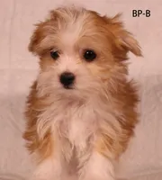 BP-B, a female Yorkshire Terrier for sale in Los Angeles, CA – 1 of 2