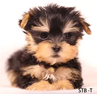 STB-T, a male Yorkshire Terrier for sale in Los Angeles, CA – 4 of 5