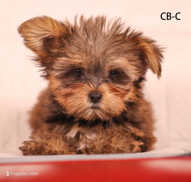 CB-CO – Yorkshire Terrier puppy for sale in Los Angeles, CA