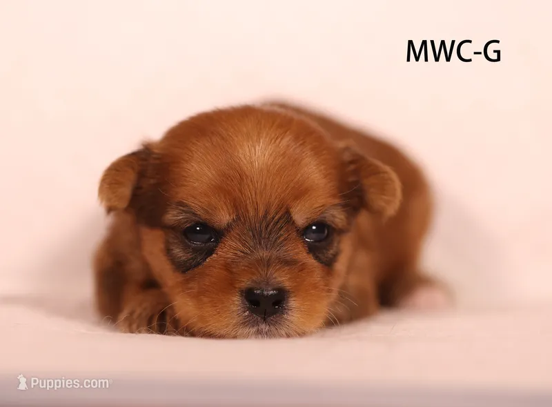 MWC-G – Yorkshire Terrier puppy for sale in Los Angeles, CA