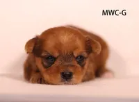 MWC-G, a male Yorkshire Terrier for sale in Los Angeles, CA – 1 of 2