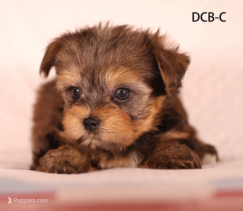 DCB-CO – Yorkshire Terrier puppy for sale in Los Angeles, CA