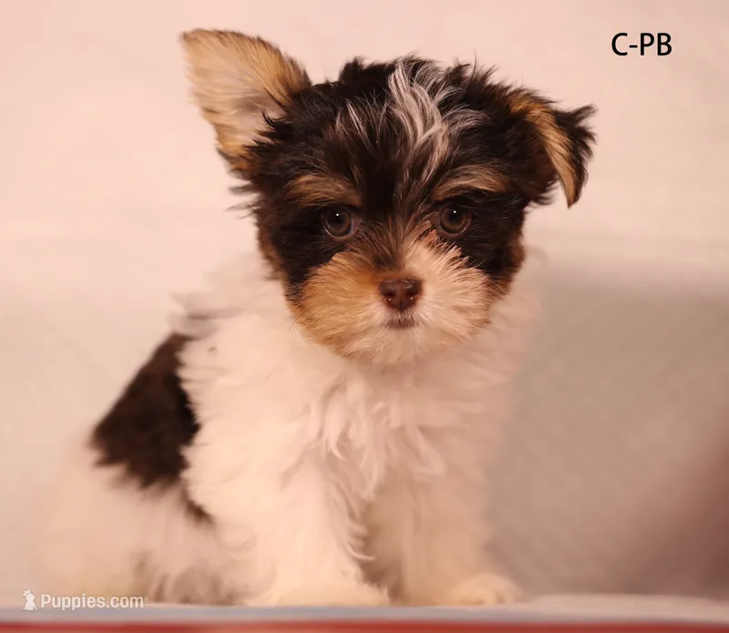 PB-CO – Yorkshire Terrier puppy for sale in Los Angeles, CA