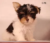 PB-CO, a male Yorkshire Terrier for sale in Los Angeles, CA – 1 of 2