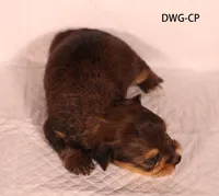 DWG-CP, a female Yorkshire Terrier for sale in Los Angeles, CA – 2 of 2