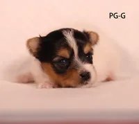 PG-G, a female Yorkshire Terrier for sale in Los Angeles, CA – 2 of 3