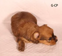 G-CP, a female Yorkshire Terrier for sale in Los Angeles, CA – 2 of 2