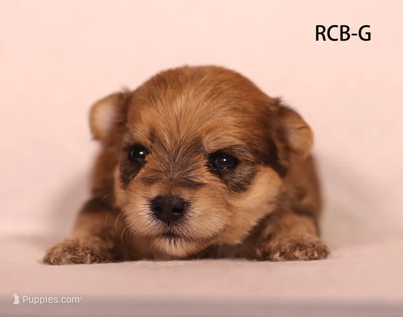 RCB – Yorkshire Terrier puppy for sale in Los Angeles, CA