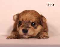 RCB, a male Yorkshire Terrier for sale in Los Angeles, CA – 1 of 2