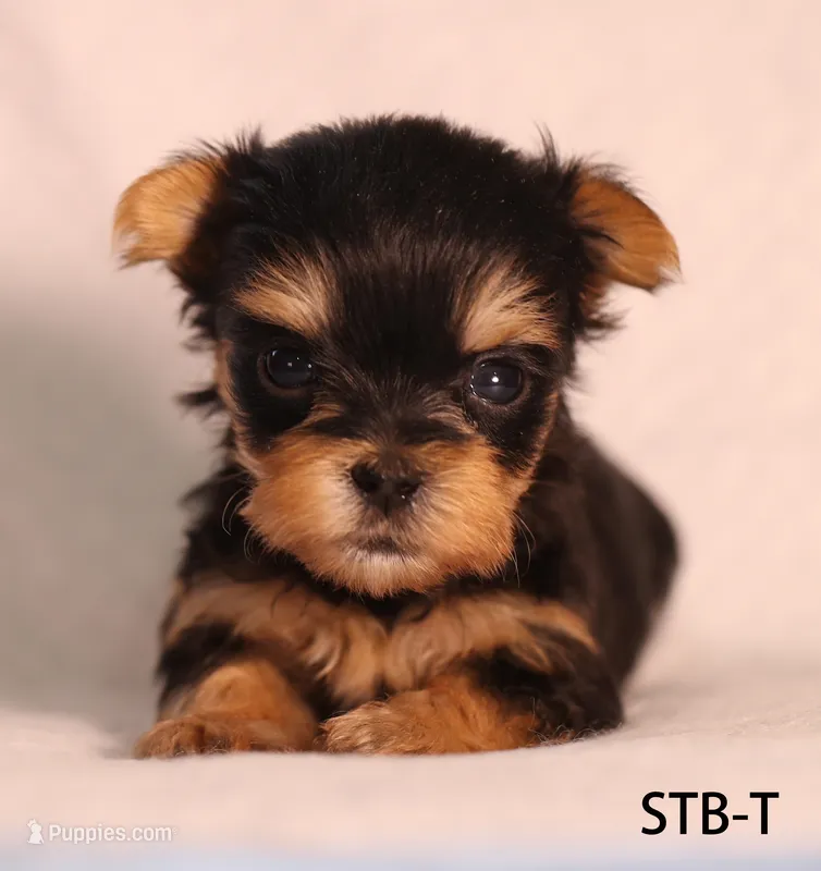 STB-T – Yorkshire Terrier puppy for sale in Los Angeles, CA