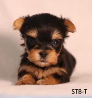 STB-T, a male Yorkshire Terrier for sale in Los Angeles, CA – 1 of 3