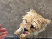 Cary, a female Yorkshire Terrier for sale in Los Angeles, CA – 2 of 6