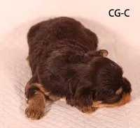 CG-CO, a female Yorkshire Terrier for sale in Los Angeles, CA – 2 of 2
