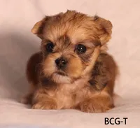 BCG-T, a female Yorkshire Terrier for sale in Los Angeles, CA – 2 of 4