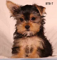 BTB-T, a male Yorkshire Terrier for sale in Los Angeles, CA – 2 of 2