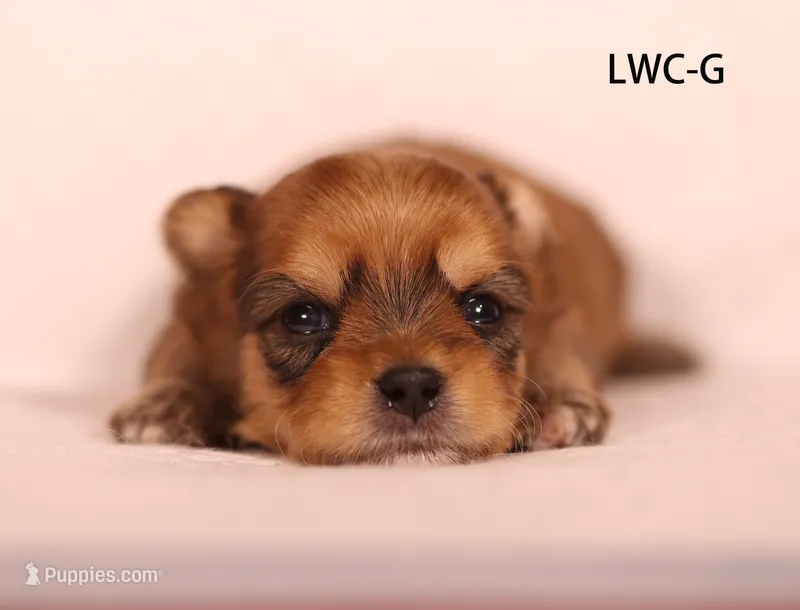 LWC-G – Yorkshire Terrier puppy for sale in Los Angeles, CA