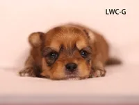 LWC-G, a male Yorkshire Terrier for sale in Los Angeles, CA – 1 of 2