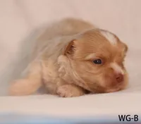 WG-B, a female Yorkshire Terrier for sale in Los Angeles, CA – 2 of 4