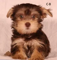 C-B, a female Yorkshire Terrier for sale in Los Angeles, CA – 2 of 2