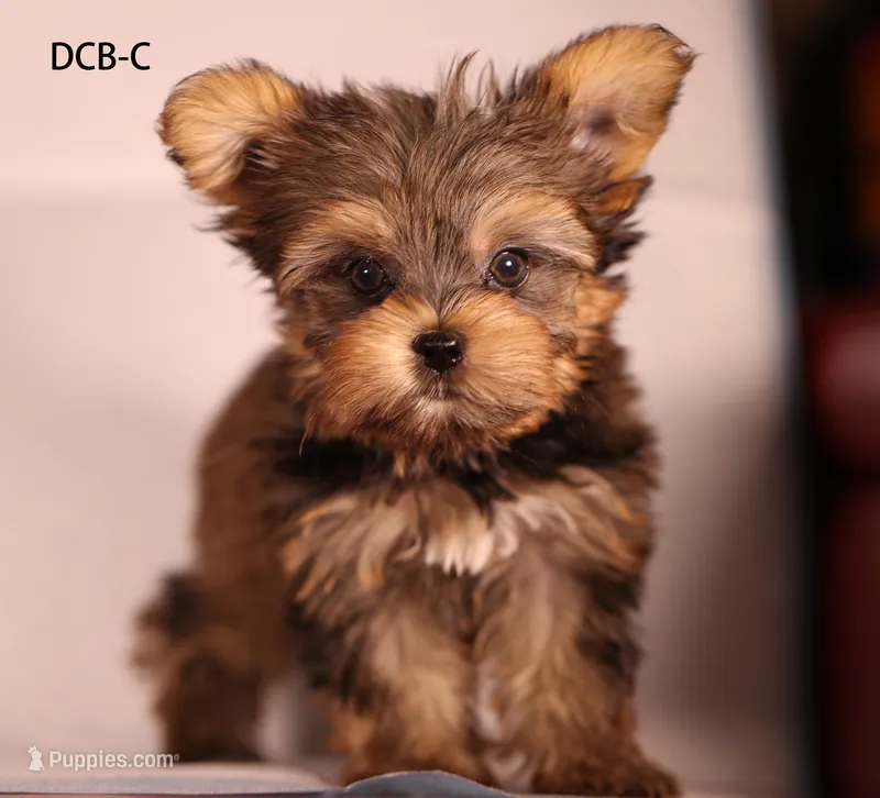 DCB-CO – Yorkshire Terrier puppy for sale in Los Angeles, CA