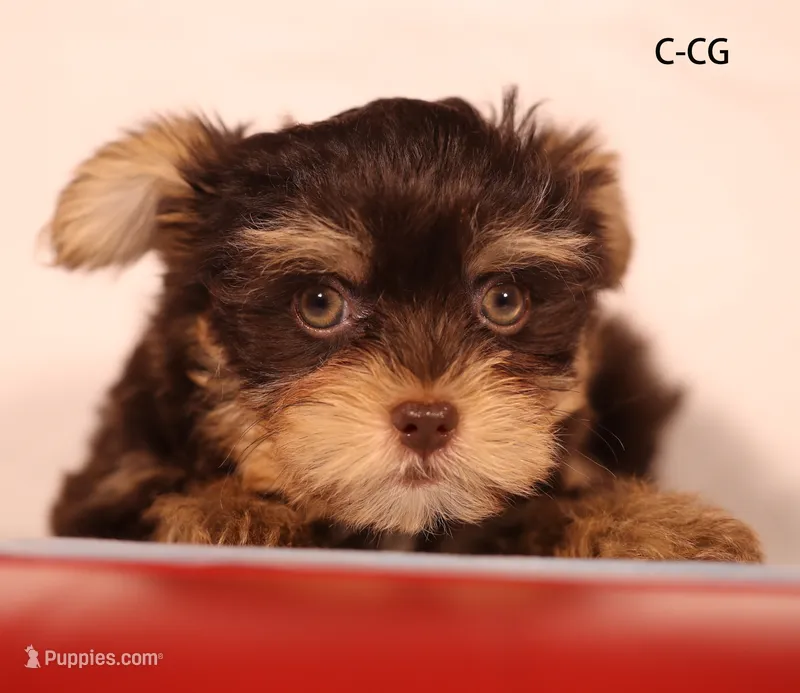 CG-CO – Yorkshire Terrier puppy for sale in Los Angeles, CA